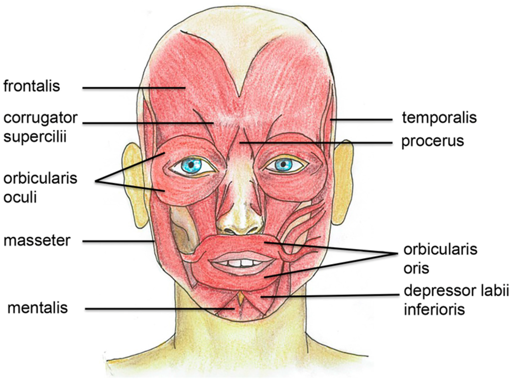 Diagram of facial muscles commonly targeted in Botox, including frontalis, corrugator, and orbicularis oculi.
